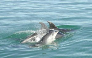 Dolphins, Bay of Islands New Zealand
