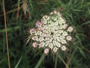 Queen Annes Lace by the sea